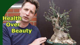 Olive Bonsai Creation: Ensuring Healthy Roots