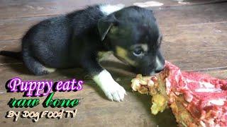 Puppy eats raw bone episode 338| By Dog Food TV