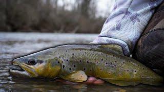 Chasing Shallow Ohio Brown Trout || Featuring Ryan Doll