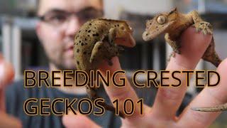 CRESTED GECKO BREEDING 101: TIPS