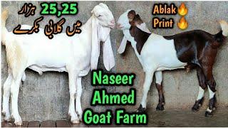 25 , 25 Hazar K Gulabi. Vip Ablak Bakra  Top Quality K Bakray. Naseer Ahmed Goat Farm Karachi.