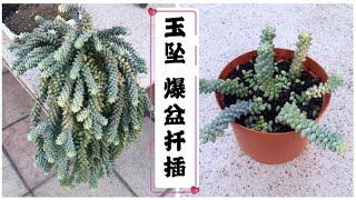 玉坠 多肉植物 爆盆扦插 简单好养