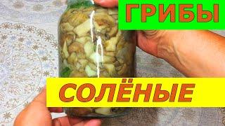 Грибы соленые Как солить грибы 