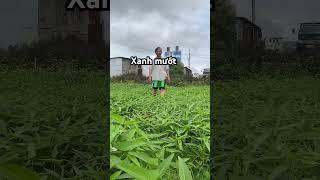 Màu diệp lục