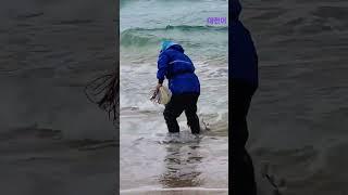 대전어투망 #Shorts #투망 #투망낚시 #서해바다