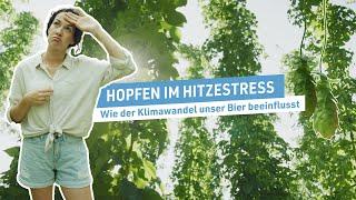 Hopfen im Hitzestress: Wie der Klimawandel unser Bier beeinflusst