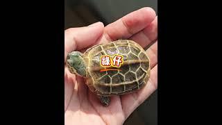 新手必看！养龟常用黑话大盘点，看完以后，再也不用担心听不懂了#养龟日常 #养龟人 #龟宠时代 #龟龟 #宠物龟
