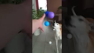 Dog and squeaking Balls reverse video