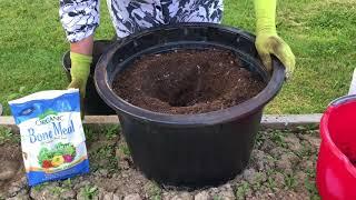 Planting Tomatoes in Containers