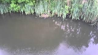 Drone Phantom Waterkipjes Nest