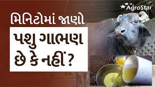 મિનિટોમાં જાણો પશુ ગાભણ છે કે નહીં ? સરસો તેલ થી ગાભણ ચકાસણી || Animal husbandry advisory ||