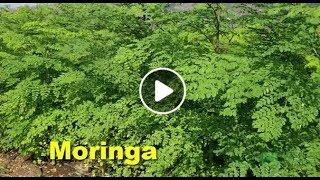 How To Grow  Moringa Step By Step