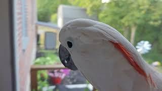 Keeping A Cockatoo Occupied 