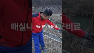 매실나무 웃비료 주는 시기 및 방법!/매실나무에 매실이 주렁주렁 원한다면 1차 웃비료는 필수!(농사의신)
