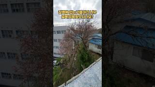 절벽에 있는 기울어진 나무 벌목업체#절벽나무제거 #절벽위벌목 #벌목전문업체 #고사목제거 #피해목제거 #정밀벌목 #벌목작업 #나무제거 #산림관리 #수목정리 #조경관리 #벌목문의