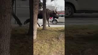 HUGE MOOSE ! Downtown Anchorage Alaska.