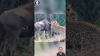 linh dương đầu bò nhỏ xui xẻo bị báo hoa mai bắt được chết là cái chắc #thegioidongvat #shorts