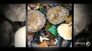 Lactarius romagnesii - fungi kingdom