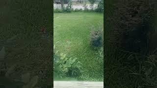 mi jardin hermoso