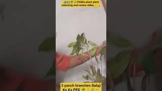 #chiku plant unboxing or review vide#homegarden#newplent#this is best month for your plent reporting