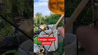 Внучка соседки тырит малину