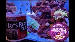 Nem takes over! A new torch coral and going live 