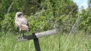 Burrowing Owls Cape Coral Florida USA by Brasspineapple Productions 720hd