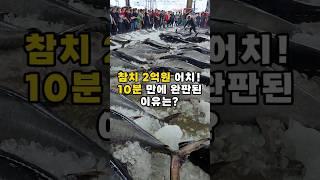 단 10분 만에 2억 완판! 역대급 참치 경매현장 공개! #shorts #seafood #참치