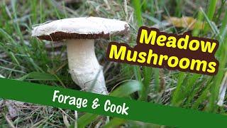 So much better than grocery store mushrooms! - Wild Meadow Mushrooms