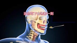 食物如何在你體內形成糞便的，人體消化系統工作原理