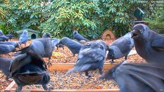 Many Jackdaws! - Bird Ground Feeder occupied (Recke, Germany) - 30.Apr. 2020