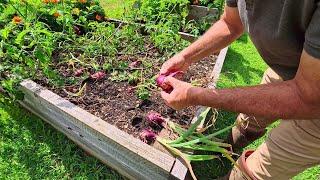 Harvesting Red Onions from the Homestead Garden