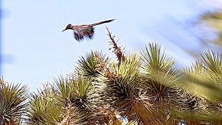 Roadrunners Can Fly, Watch! 