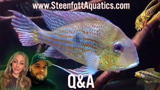 Ask Us Anything About Freshwater Aquariums! Steenfottaquatics.com Q&A