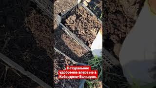 Натуральное удобрение Биогумус. Повышение урожайности и вкусовых качеств.