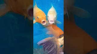 #smarty #fish #viral video shot #viral video please subscribe 