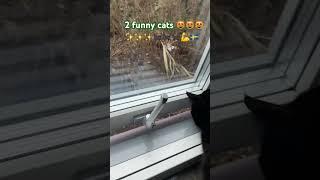 2 funny cats #blackcatmajk #viral #cats #real #cute #viralvideo #2024 #kittens #love