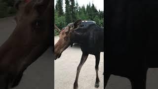 Up-Close Encounter With a Young Bull Moose || ViralHog