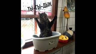 ТЫГЫДЫК  ПОРА ТЫГЫДЫК!#ЯлюблюГитару #коты #тыгыдык #гитара #прикол