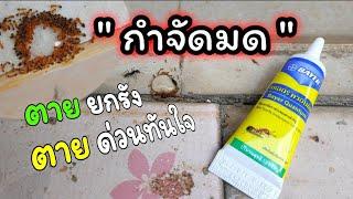 วิธีกำจัดมด | ตายเร็วทันใจ ตายยกรัง ใช้งานสะดวก