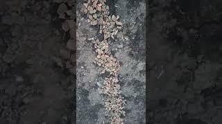 Как перезимовал сорт клубники Мармелада