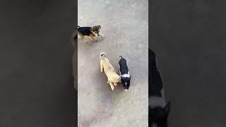 After a piglet breaks into the home of a group of puppies, the dogs' reactions are so funny  
