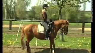 REITEN und ZUCHT-Video: Ganze Parade aus dem Trab zum Halten.