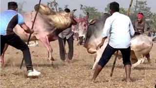 Bangla Vai _Vs _King = Winner Bangla vai = 2021 = Sylhet Bullfighting =