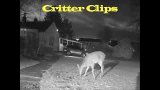 Some Recent Critter Clips