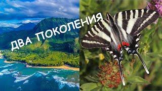 Зебровая бабочка-парусник/Protographium marcellusm. Самые красивые бабочки мира.