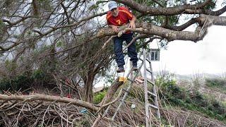 Dangerous Idiots Cutting Tree Fails Skill With Chainsaw, Tree Falling on Houses Compilation 2024 #2