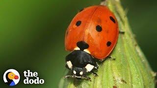 The Stunning Life Cycle Of A Ladybug | The Dodo