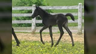 THE TENNESSEE WALKING HORSE GAIT IS NATURAL