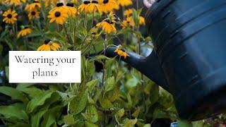 How to Water your Plants Correctly